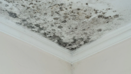What Is The Best Home Remedy For Removing Mould? (5 Must-Know Steps To Banish Mould)
